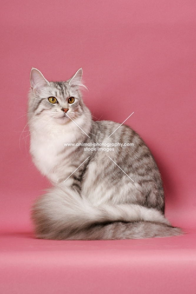 Silver Mackerel Tabby & White Maine Coon