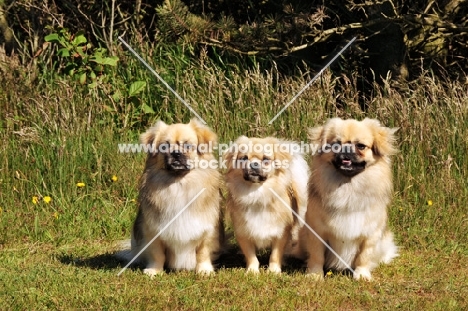 three Tibetan Spaniels