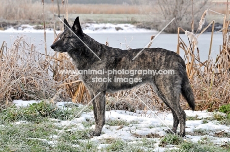 Dutch Shepherd Dog