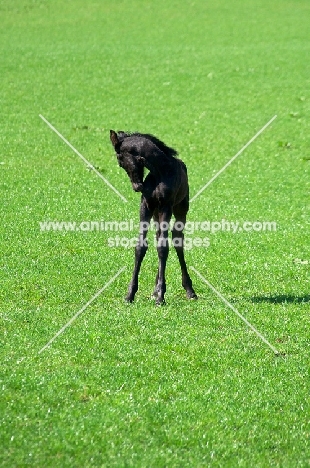 friesian foal