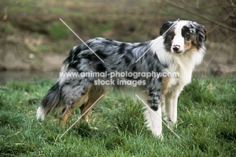 merle border collie