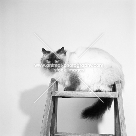 colourpoint cat  on a step ladder. (Aka: Persian or Himalayan)