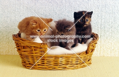 three kittens, red tabby, blue tortoiseshell, tortoiseshell, in a basket