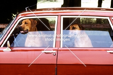 three rhodesian ridgebacks in a car with little ventilation, posed by models