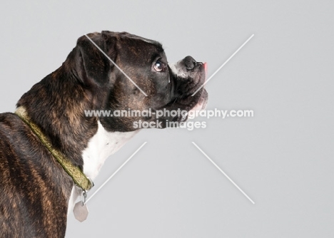 Studio image of brindle Boxer on gray background.