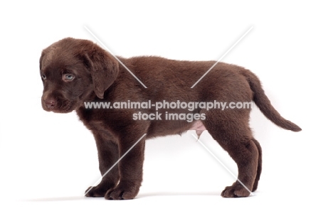 chocolate Labrador Retriever puppy, side view