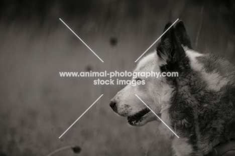 profile portrait of a karelian bear dog in a field