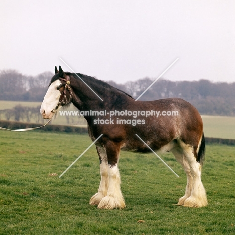 Clydesdale with white face
