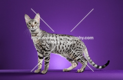 Serengeti standing on purple background