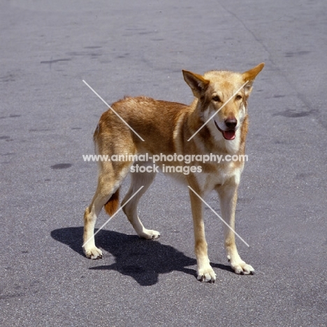 saarloos wolfhound standing on grey tarmac