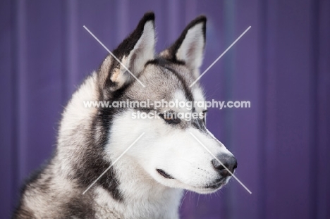 Siberian Husky on purple background