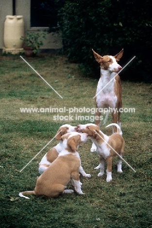 ch paran prima donna ibizan hound with her puppies
