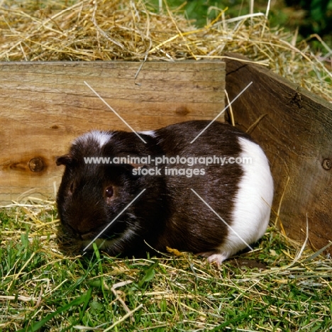 chocolate and white bi-coloured short-haired guinea pig in pen with hay