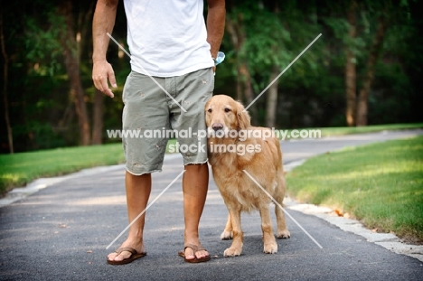 Golden Retriever near owner