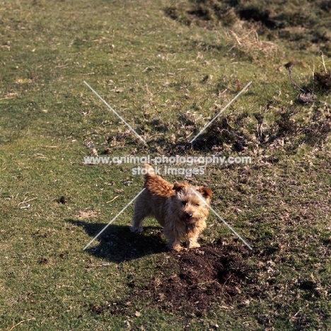 norfolk terrier after digging a hole