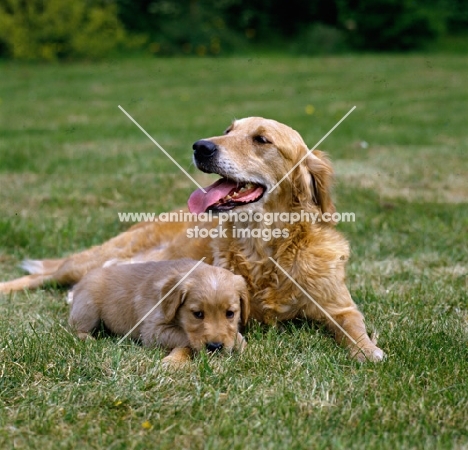 golden retriever with puppy laying on grass