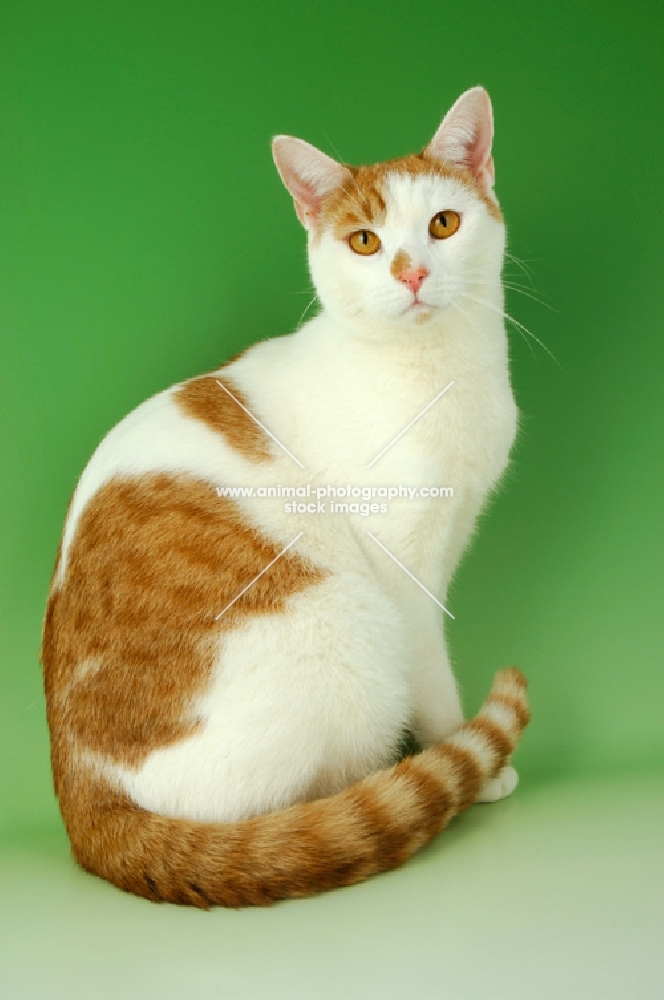 ginger and white cat sitting down