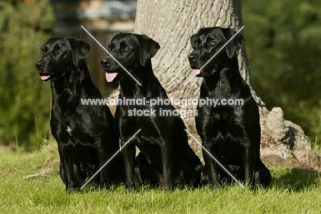 three black Labrador retrievers