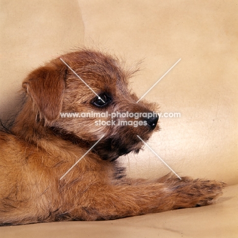 side view of norfolk terrier puppy