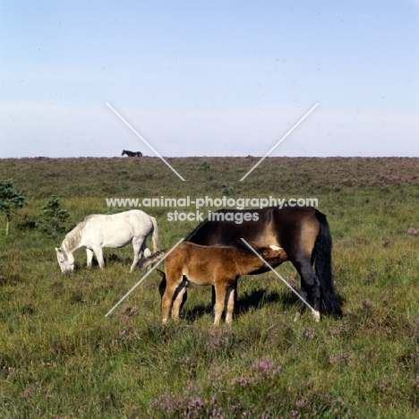 new forest foal suckling with old mare behind