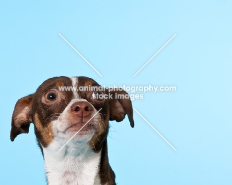 chihuahua on blue background, portrait