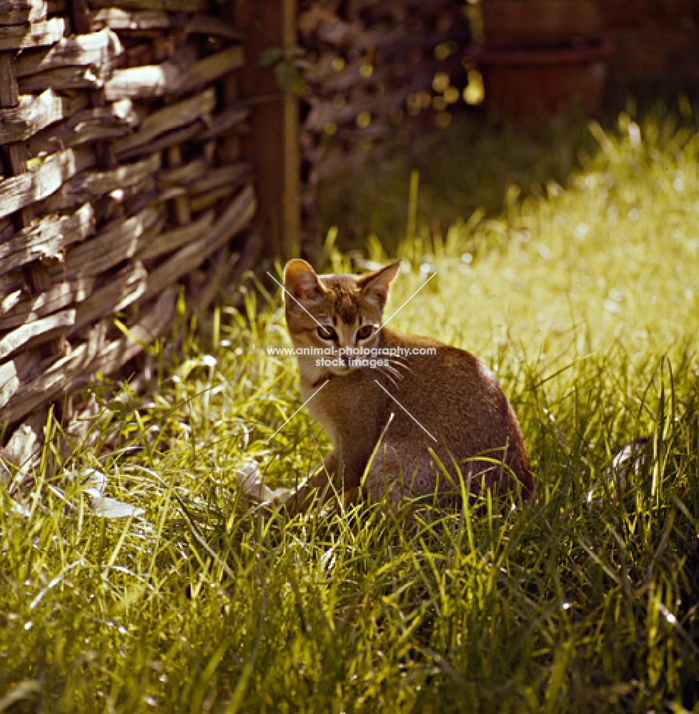 abyssinian kitten in wild garden