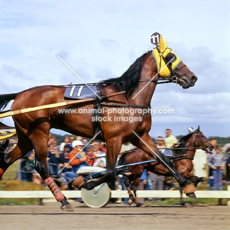 close up of trotter with another behind at Hague show