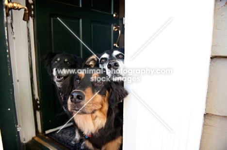 three dogs standing in door opening