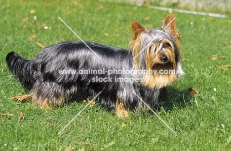 Australian Silky Terrier on grass