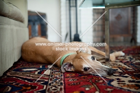 greyhound lying on side