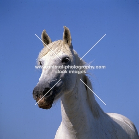 Camargue pony mare head study