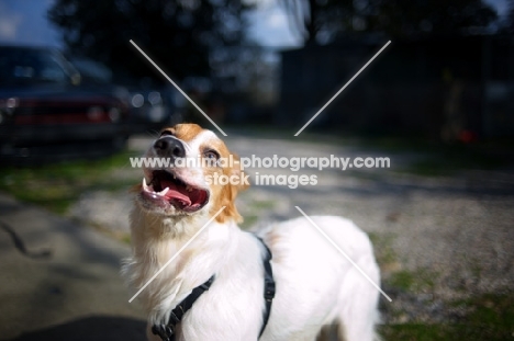 mongrel dog looking at camera with a funny face