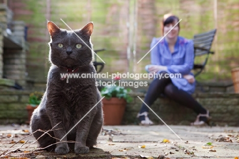 Grey cat in garden with woman in background