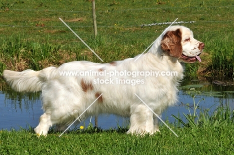 Clumber Spaniel side view