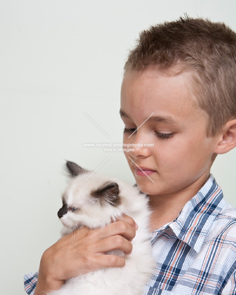 boy holding Ragdoll kitten