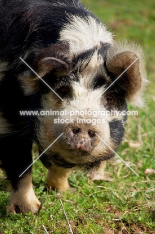 Kunekune looking at camera