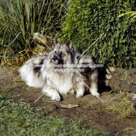 Keeshond with pup (by kind permission of Edward Arran)