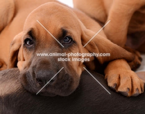 Bloodhound puppy