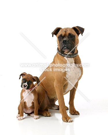 Boxer puppy and adult sitting on white background