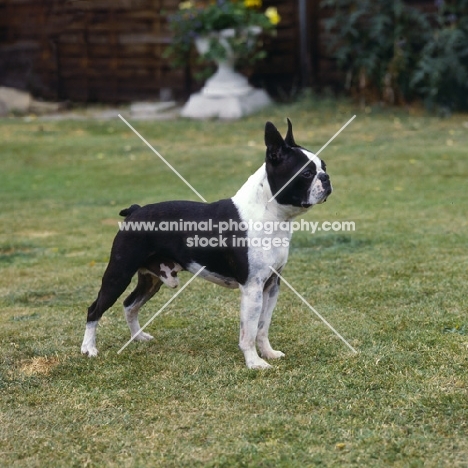 boston terrier standing on grass