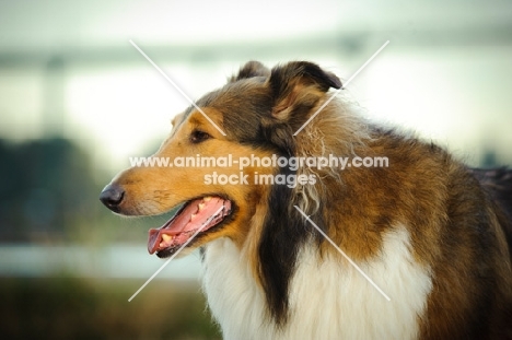 Collie profile