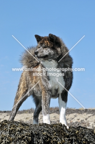 Akita on beach