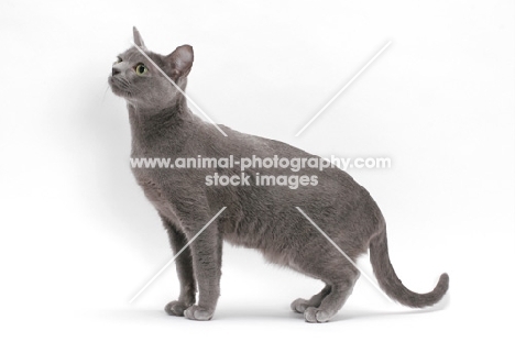 adult female Korat standing