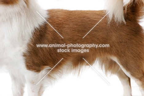 Longhaired Chihuahua coat detail