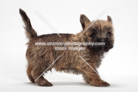 Cairn Terrier puppy standing on white background