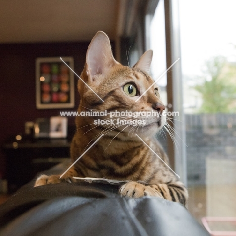 Bengal cat looking out of window