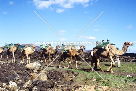 Camels