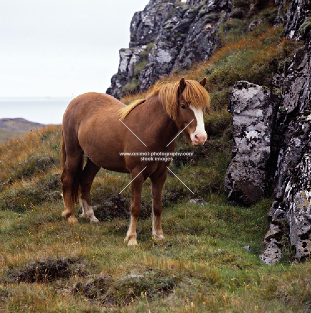 Iceland Horse near Hofn