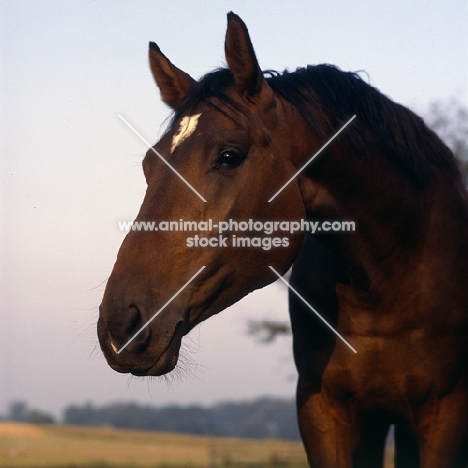 Danish Warmblood head  