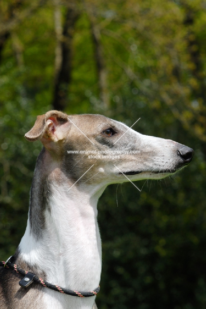 hortaya borzaya, south russian sighthound, portrait